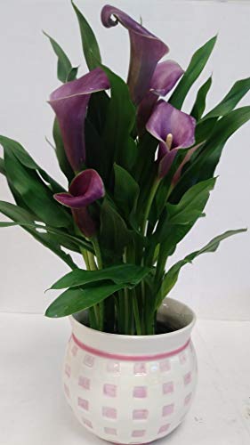 Live Purple Calla Lily in Pink and White Checkered Ceramic Gift Con...
