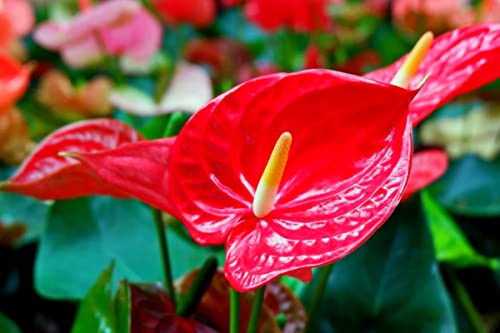 Live Red Anthurium Plant for Growing Outdoors House Plant, Anthuriu...