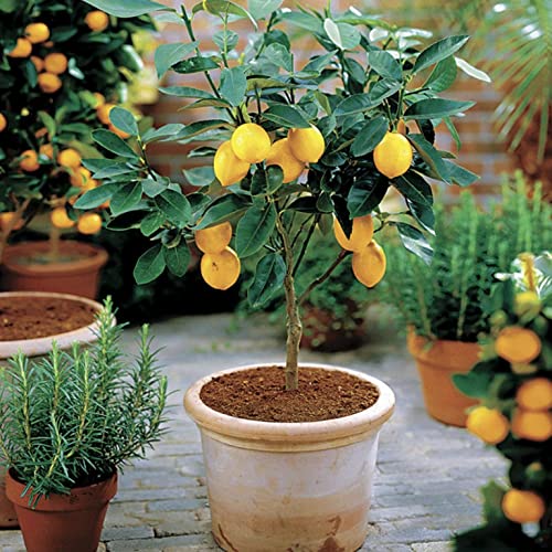 Meyer Lemon Tree - Live Plant in a 1 Gallon Pot - Florida Only - Ca...