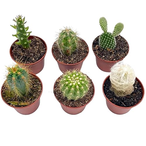 Mini Cacti Assortment, Tiny Cactus Set, Bunny Ears, Old Man, Pink e...