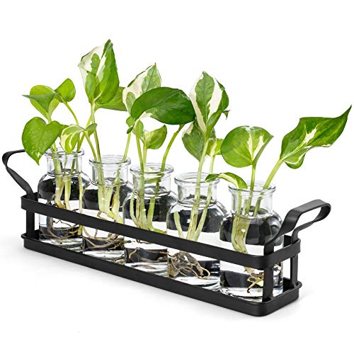 Mkono Plant Terrarium with Metal Stand, Retro Glass Planter Tableto...