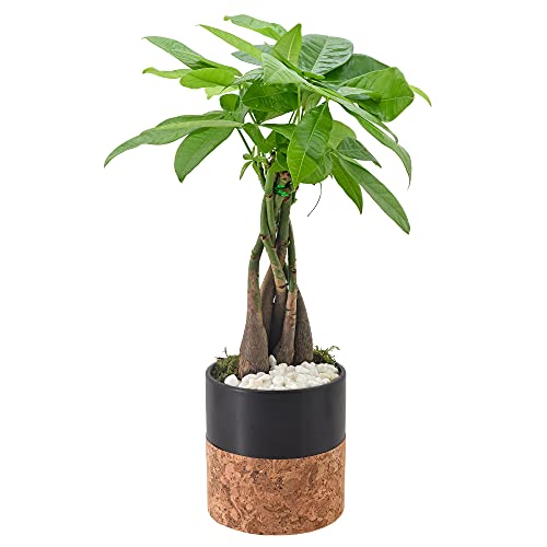 Money Tree Live Indoor Plant in 4.5 in. Cork Pot Ceramic Planter, B...