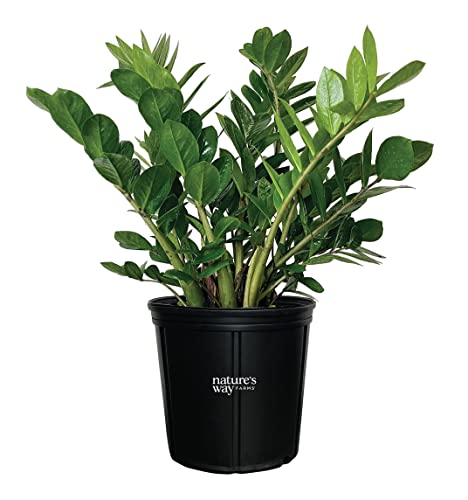 Nature’s Way Farms ZZ Live Plant (25-30in. Tall) in Grower Pot...