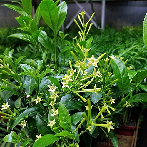 Ohio Grown Night Blooming Jasmine Plant - Cestrum nocturnum - 4  Po...