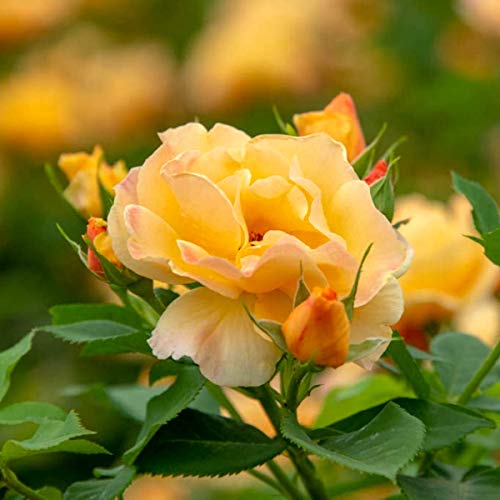 Orange Flowering Freedom Shrub Rose - Live Plant in a 4 inch Pot - ...