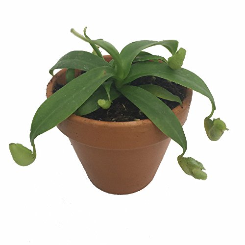 Orange Pitcher Plant - Nepenthes - Carnivorous - 3  Clay Pot...