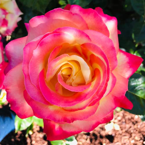Orange Rose Plant Live for Planting Outdoors, Rose Bush Shrub 2 Qua...