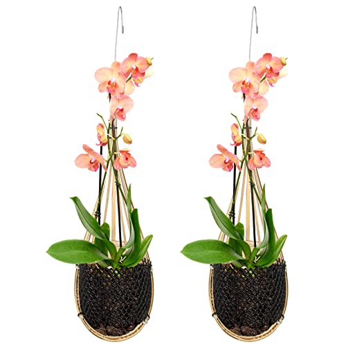 Orchid Hanging Basket with Metal Hook 4 Inch Bamboo Orchid Hanging ...