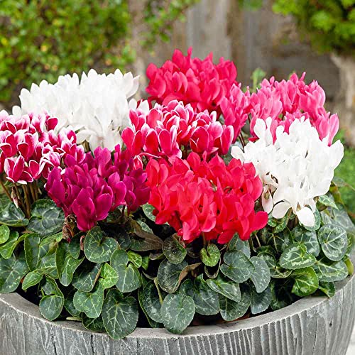 Outsidepride Cyclamen Persicum Garden Flower Seed Mix for Outdoor C...