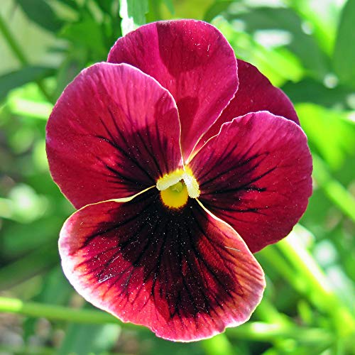 Outsidepride Pansy Claret Indoor House Plant Or Outdoor Garden Flow...