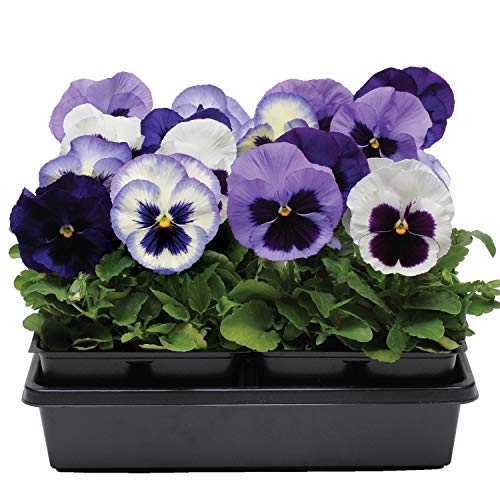 Outsidepride Pansy Matrix Ocean Breeze Indoor House Plant Or Outdoo...