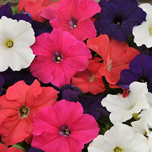 Outsidepride Petunia Hybrida Mix Indoor House Plants Or Outdoor Con...
