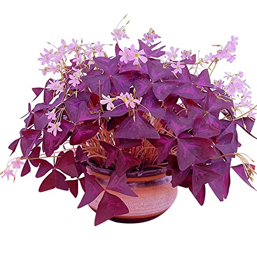 Oxalis Triangularis 10 Bulbs - Purple Shamrocks Lucky Lovely Flower...