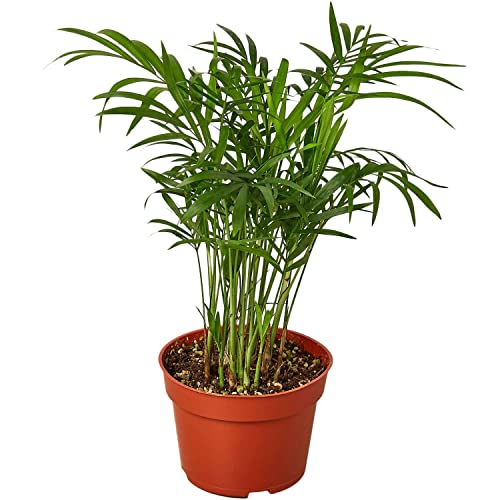 Parlor Palm Live Plant for Indoor | Different Houseplants in 4   & ...