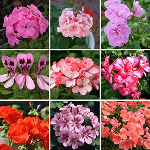 Pelargonium Flowers Seeds 100Pcs Mixed Color Pelargonium Seeds...