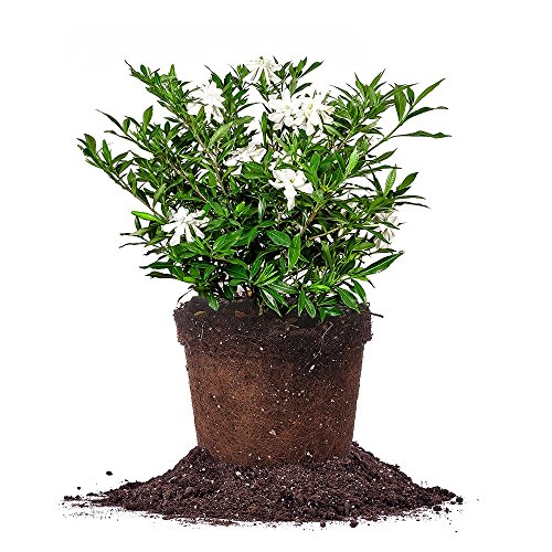 Perfect Plants Frostproof Gardenia Live Plant, 1 Gallon...