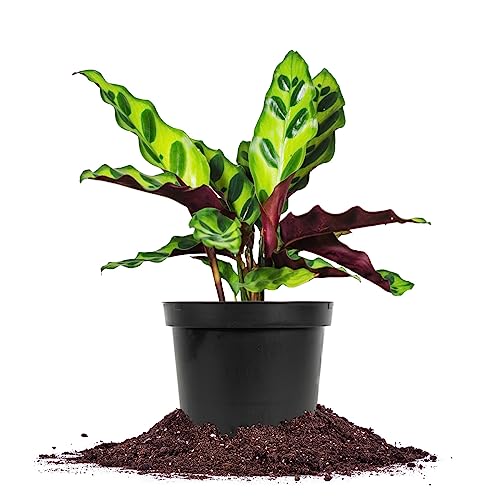 PERFECT PLANTS Rattlesnake Calathea in a 4in. Growers Pot | Beautif...