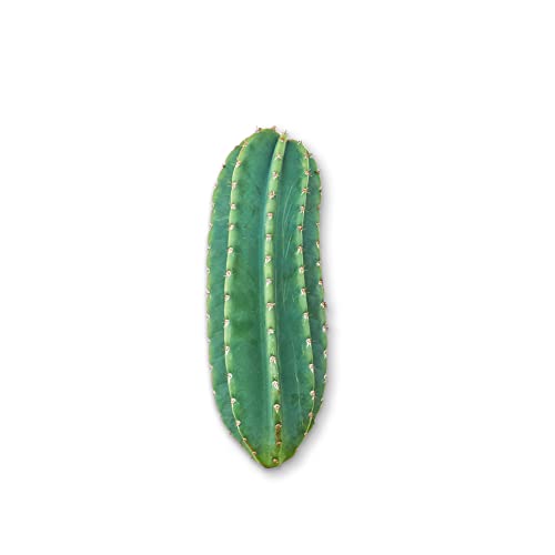 Peruvian Apple Cactus (Cereus repandus) (1 Ft)...