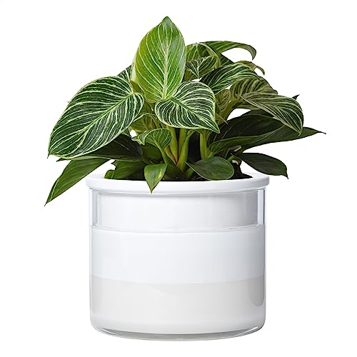 Phoenix Vine 6 Inch Self Watering Planter Pot, Design White Terraco...