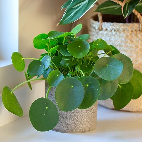Pilea Peperomioides Plant, Chinese Money Plant in 4 Inc Pot, House ...