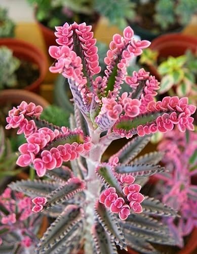 Pink Kalanchoe Plant Live Butterfly Mother of Thousands Succulent L...