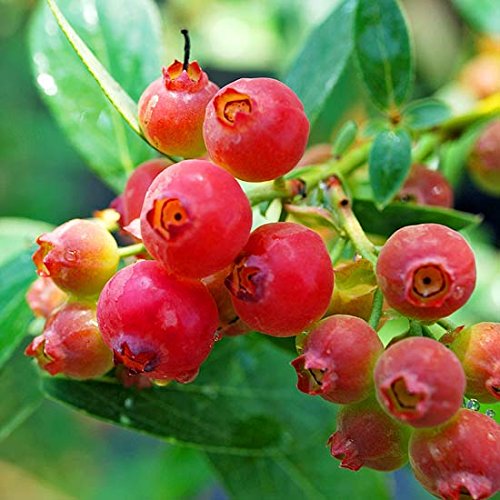 Pink Lemonade Blueberry Plant Live for Planting 5 to 7 Inc Ornament...