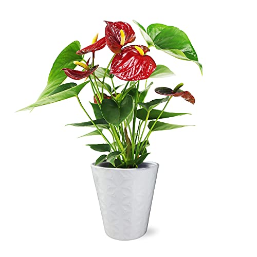 Plants & Blooms Shop PB406 Anthurium, 5 , Red in White Pot...