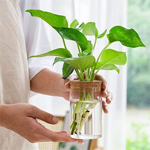 Plants Propagation Station, Terrarium Glass Planter Vase with Woode...