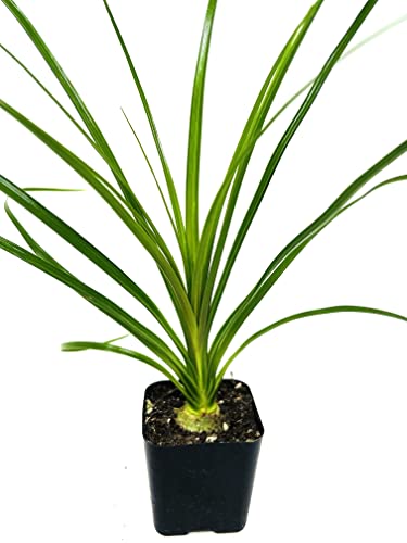 Ponytail Palm -Beaucarnea recurvata 2  Pot Easy to Grow...