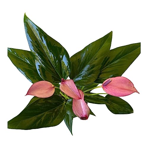 Purple Anthurium, Indoor Plant, 4 inch Pot - Hopewind Plants Shop...