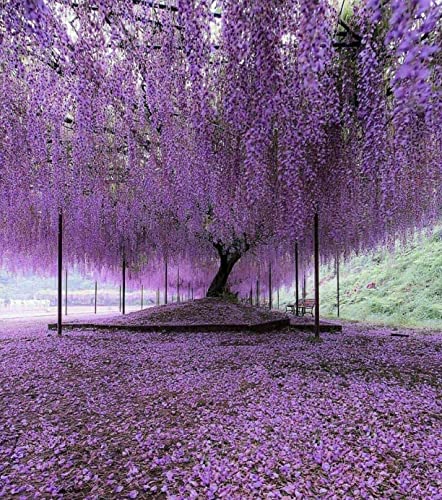 - Purple Chinese Wisteria Tree - 6-12  Tall Seedling - 2.5  Pot - L...