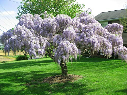 Purple Chinese Wisteria Tree - 8-14 Inch Tall Seedling - Live Plant...