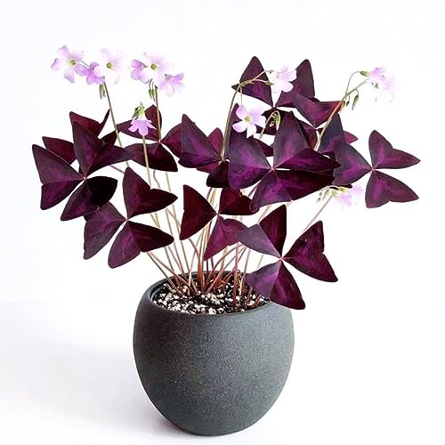 Purple Shamrock Plant, Oxalis Triangularis Live Plant 3.5 Inc Pot F...