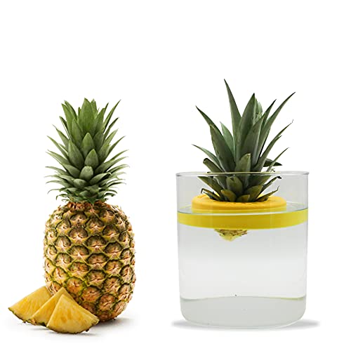 R&R SHOP Pineapple Germinator - Floating Pot for Pineapple Germinat...