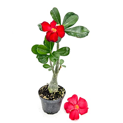 ragnaroc Live Succulents – Adenium Obesum Desert Rose 6-12” tal...