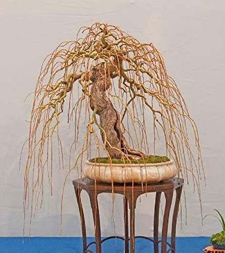 Rare Golden Curls Willow Tree Cutting - Live Tree Plant - Excellent...