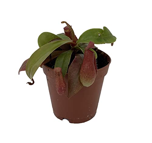 Red Asian Pitcher Plant - Nepenthes alata - Carnivorous - Exotic - ...