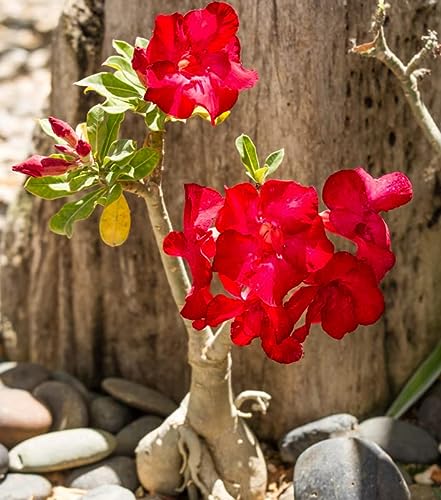 Red Desert Rose Plant Live from 4 Inc Garden Ornaments Perennial Ga...