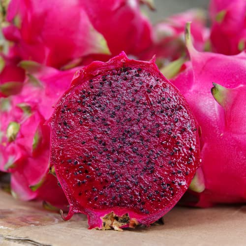 Red Dragon Fruit Plant in 2.5 Inch Pot Fruit Tree Live Sweet Pitaha...
