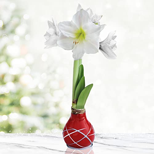 Red Picasso Base Waxed Intokazi Amaryllis Flower Bulb with Stand | ...