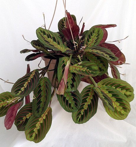 Red Prayer Plant - Maranta - Easy to Grow House Plant - 6  Hanging ...