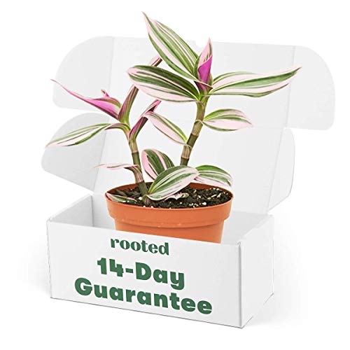 Rooted Rare Pink Wandering Jew Plant - Tradescantia Nanouk | Live...