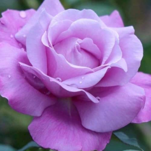 Rose Bushes Ready to Plant Outdoors, Purple Colors Rose Flowers Shr...