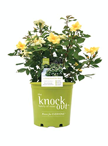 Rose Sunny Knockout in 2 Gallon pot (Yelllow)...