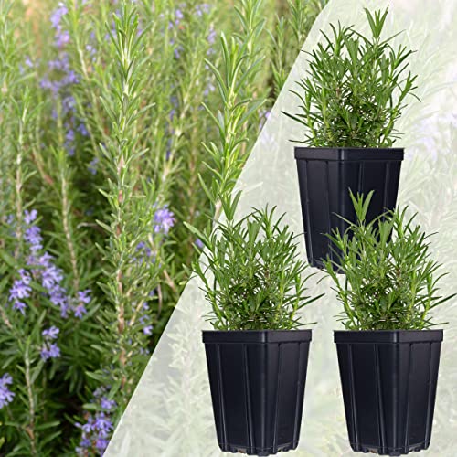 Rosemary Herb Plant Set Contains 3 Live Plants Grown in Quart Pots ...