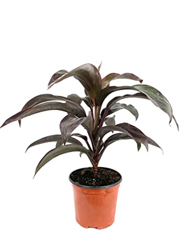 Ruby Cordyline Plant - Ti Plant - Live Plant in a 6 Inch Growers Po...