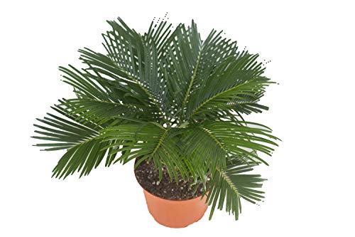 Sago Palm (Cycad) - 6  from California Tropicals...