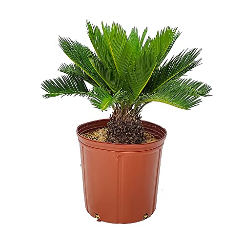 Sago Palm Tree - Cycas Revoluta - Overall Height 16  to 22  - Tropi...