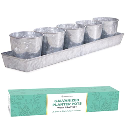 SCANDINORDICA Galvanized Herb Planter – 5 Herb Pots with Drainage...