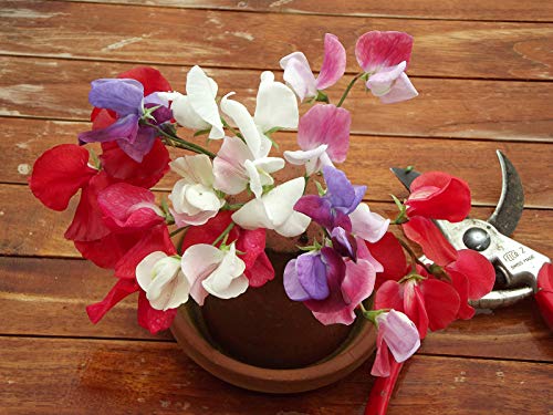 Seeds4planting - Seeds Sweet Pea Mix Fragrant for Indoor Pot Annual...